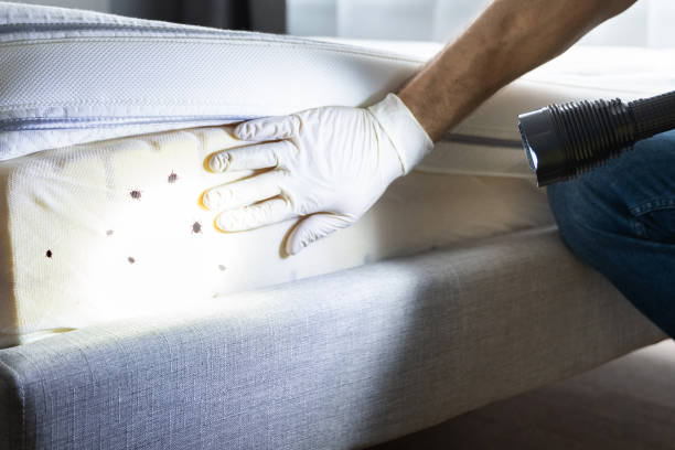 Best Flea Control Services  in Scottville, MI